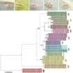 ﻿Integrative taxonomy of the Lauraceae-feeding s ...