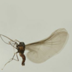 ﻿Two new species of Deuterophlebia E ...
