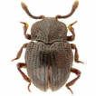 Forest leaf litter beetles of Taiwan: ...