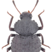 First record of the little known genus ...