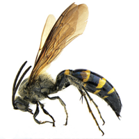 Review of the genus Sericocampsomeris Betrem, 1941 (Hymenoptera, Scoliidae)  from China